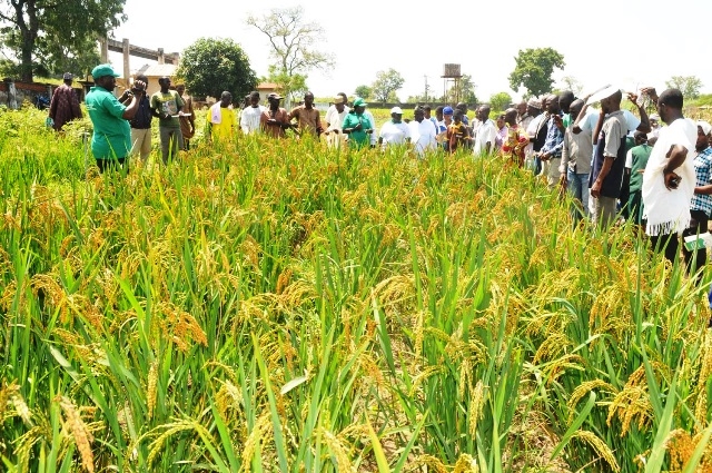 Kebbi Lauds Wacot Over Rice Outgrower Programme 1 Oxfam EU Support 2125 Rice Farmers in KebbiAdamawa