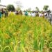 Kebbi Lauds Wacot Over Rice Outgrower Programme 5 Kebbi Lauds Wacot Over Rice Outgrower Programme
