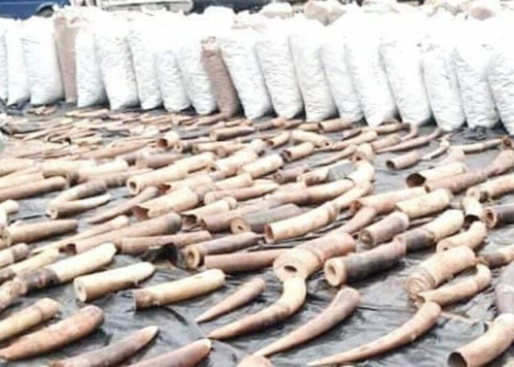 Elephant Tusks