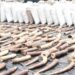 Poacher With N300m Elephant Tusks Arrested In Cross River 5 Poacher With N300m Elephant Tusks Arrested In Cross River