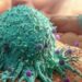 Cancer Patients Continue To Die With Little Or No Treatment