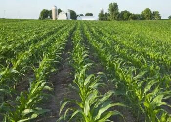 Agricultural Firm Suspends Direct Grains Procurement From Farmers