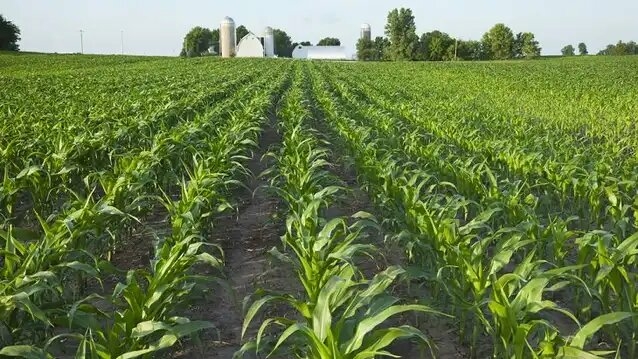 Agricultural Firm Suspends Direct Grains Procurement From Farmers 1 corn farm 1