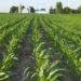 Agro Conglomerate Set To Commence Integrated Farming In Gombe 5 Agro Conglomerate Set To Commence Integrated Farming In Gombe