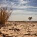 Climate Change: NGO Seeks Decarbonise Cropping System