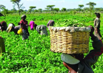 Theft Of Farm Produce Spreads Across Nigeria