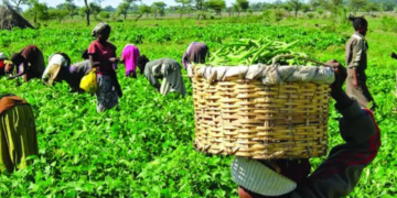 DHQ Theft Of Farm Produce Spreads Across Nigeria