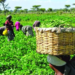 Theft Of Farm Produce Spreads Across Nigeria
