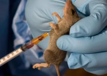Lassa Fever: Kaduna Confirms 4 Deaths
