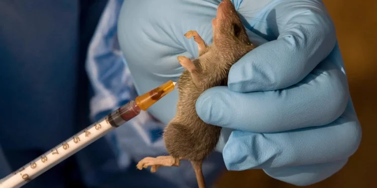 Lassa Fever: Kaduna Confirms 4 Deaths 1 lassa fever KOKOTV.NG 750x375 1