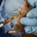 Lassa Fever: Kaduna Confirms 4 Deaths