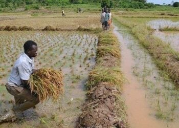 Rice Producers Seek FG’s Assistance