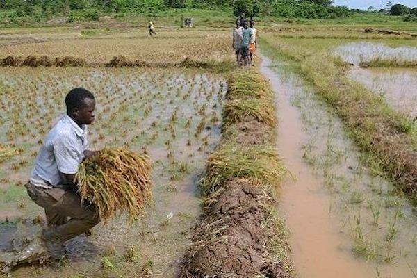 Shonga Flood: 5,000 Farmers, 3,000 Hectares Of Rice Farmlands Affected 1 rice farmers