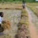 Shonga Flood: 5,000 Farmers, 3,000 Hectares Of Rice Farmlands Affected 5 Rice Producers Seek FG’s Assistance
