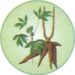 Neglect Of Cassava Plan Costs Nigeria $200m Annually – Growers 5 Neglect Of Cassava Plan Costs Nigeria $200m Annually – Growers