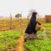 World Bank Scores Sokoto High On Agric, Climate Projects