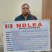 NDLEA Nabs Woman Over Attempt To Smuggle Cannabis Disguised As African Salad 5 NDLEA Nabs Woman Over Attempt To Smuggle Cannabis Disguised As African Salad