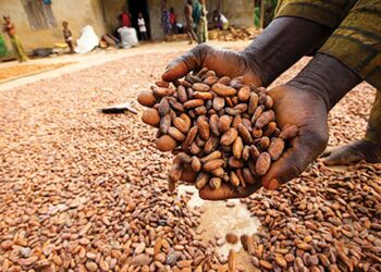 WACOT, Cocoasource Partner To Drive Sustainable Cocoa Trading