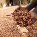 WACOT, Cocoasource Partner To Drive Sustainable Cocoa Trading 5 WACOT, Cocoasource Partner To Drive Sustainable Cocoa Trading