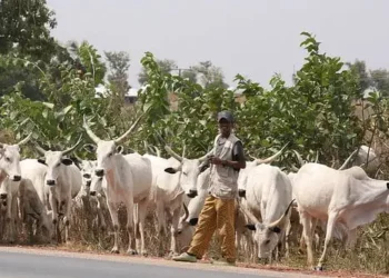 Fulani Groups Demand N108m Compensation Over Rustled Cows in Plateau