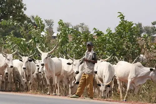 Fulani grazing