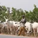 Fulani Groups Demand N108m Compensation Over Rustled Cows in Plateau 5 Fulani Groups Demand N108m Compensation Over Rustled Cows in Plateau