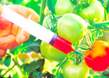 Experts Call For Review Of GM Crops Approval