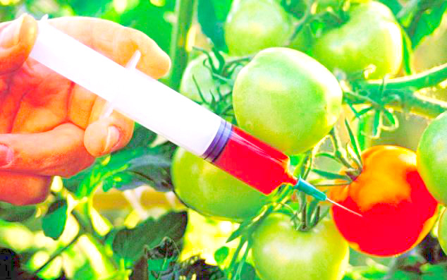 Experts Call For Review Of GM Crops Approval 1 GMO