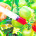 Experts Call For Review Of GM Crops Approval