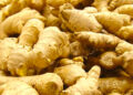 Ginger Farming Ginger Farmers Lose N12bn To 2023 Blight Epidemic