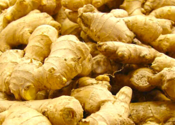 Ginger Farmers Lose N12bn To 2023 Blight Epidemic