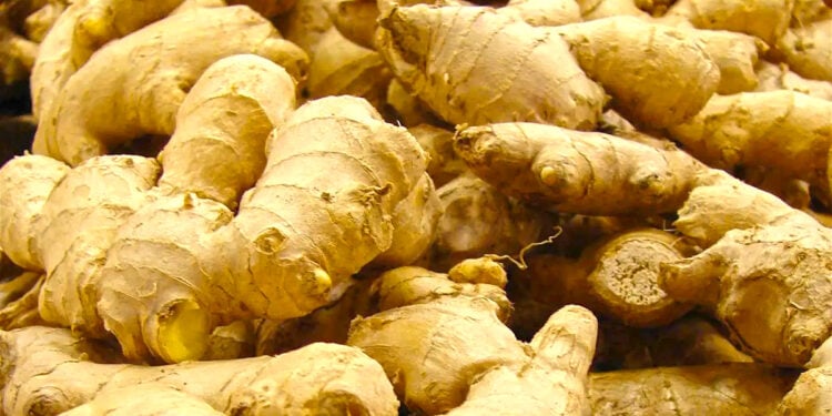 Ginger