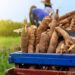 FG To Increase Cassava Production To Grow Economy