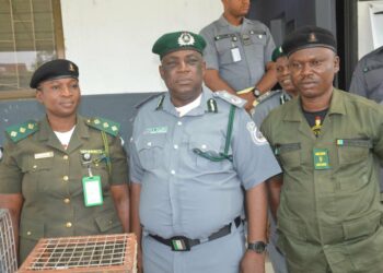 PICTORIAL: Customs Intercepts 36 Live Parrots En Route Ghana
