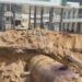 Man Died While Stealing Fuel At NNPC Mega Station In Borno 5 Man Died While Stealing Fuel At NNPC Mega Station In Borno
