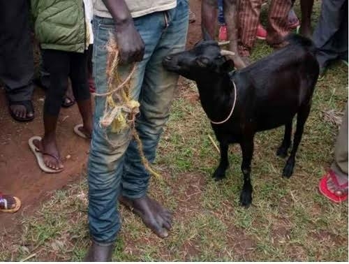 Man Escapes Lynching Over Alleged Theft Of Goats In Akwa Ibom 1 IMG 6151