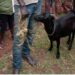 Man Escapes Lynching Over Alleged Theft Of Goats In Akwa Ibom