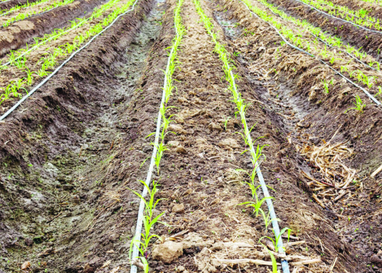 Maize Farming