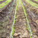 Preparing For Maize Farming In New Planting Season 5 Preparing For Maize Farming In New Planting Season