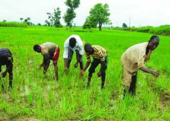 Bauchi Tops States Implementing World Bank Agric Project