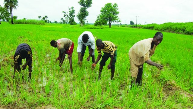 Bauchi Tops States Implementing World Bank Agric Project 1 Nigerian family working on the farm 640x360 1