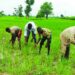 Bauchi Tops States Implementing World Bank Agric Project 4 Bauchi Tops States Implementing World Bank Agric Project