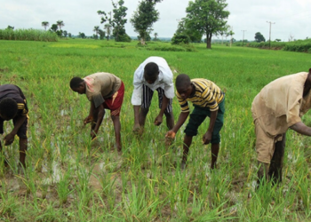 NSEMA Disburses N70m To Niger Farmers