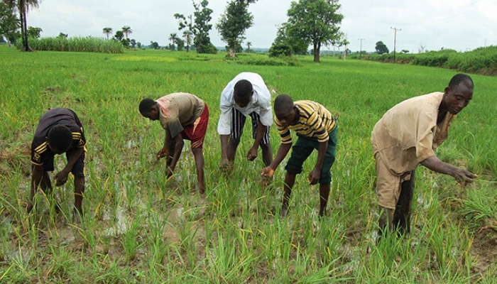 Nigerian farmers 2