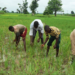 NSEMA Disburses N70m To Niger Farmers