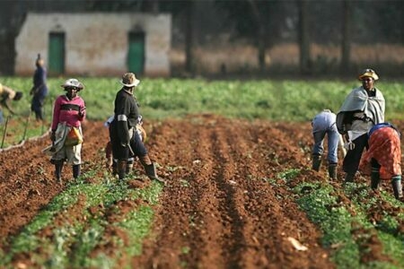 Food Security: Oyo Trains Agriculture Officers 1 Nigerian farmers 450x300 1