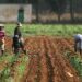 Food Security: Oyo Trains Agriculture Officers 5 Food Security: Oyo Trains Agriculture Officers