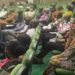 500 Prospective Retirees To Benefit From Skills Acquisition Scheme 5 500 Prospective Retirees To Benefit From Skills Acquisition Scheme