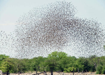 FG Tackles Quelea Birds In 12 Northern States