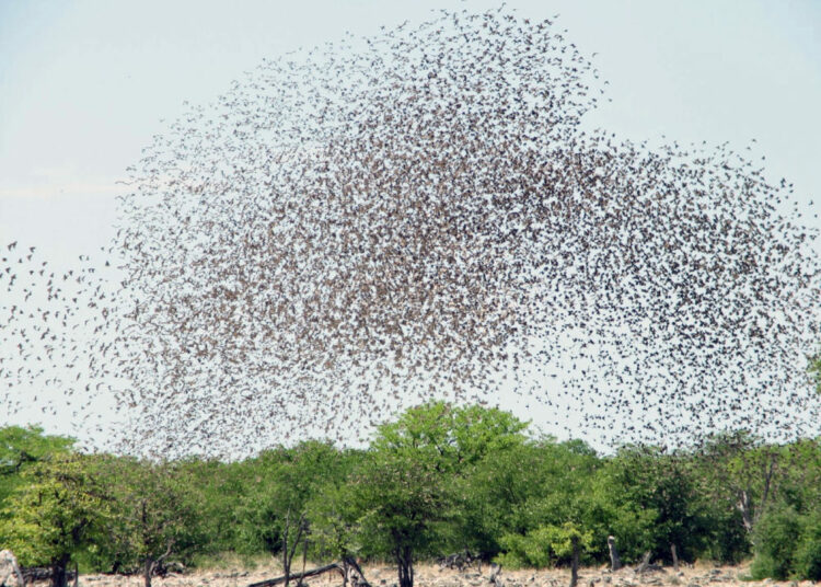 Quelea Bird